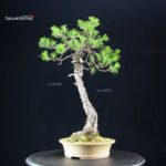 Pinus Thunbergii Kuromatsu - immagine 2