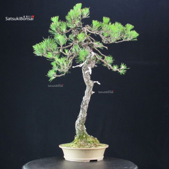 Pinus Thunbergii Kuromatsu - immagine 4