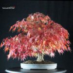 Acero Palmato Arakawa