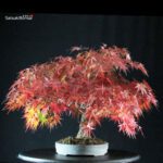 Acero Palmato Arakawa - immagine 2