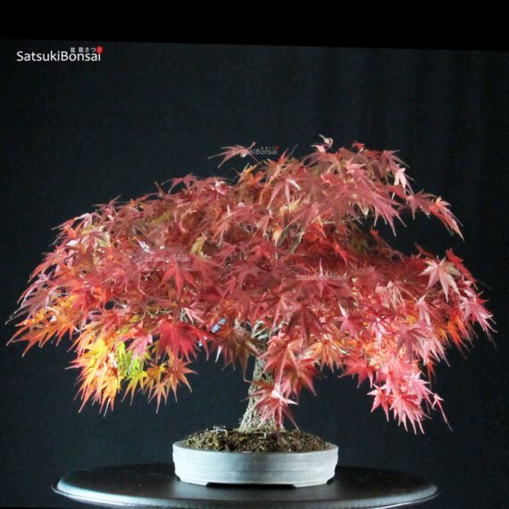 Acero Palmato Arakawa - immagine 2