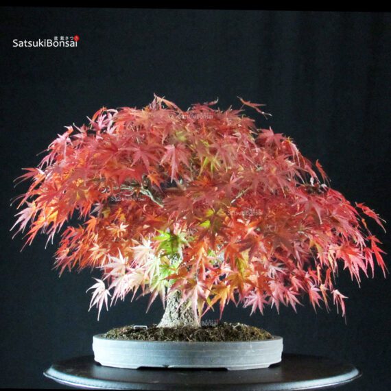 Acero Palmato Arakawa - immagine 3