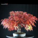 Acero Palmato Arakawa - immagine 4