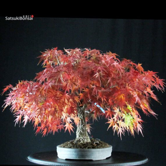 Acero Palmato Arakawa - immagine 4