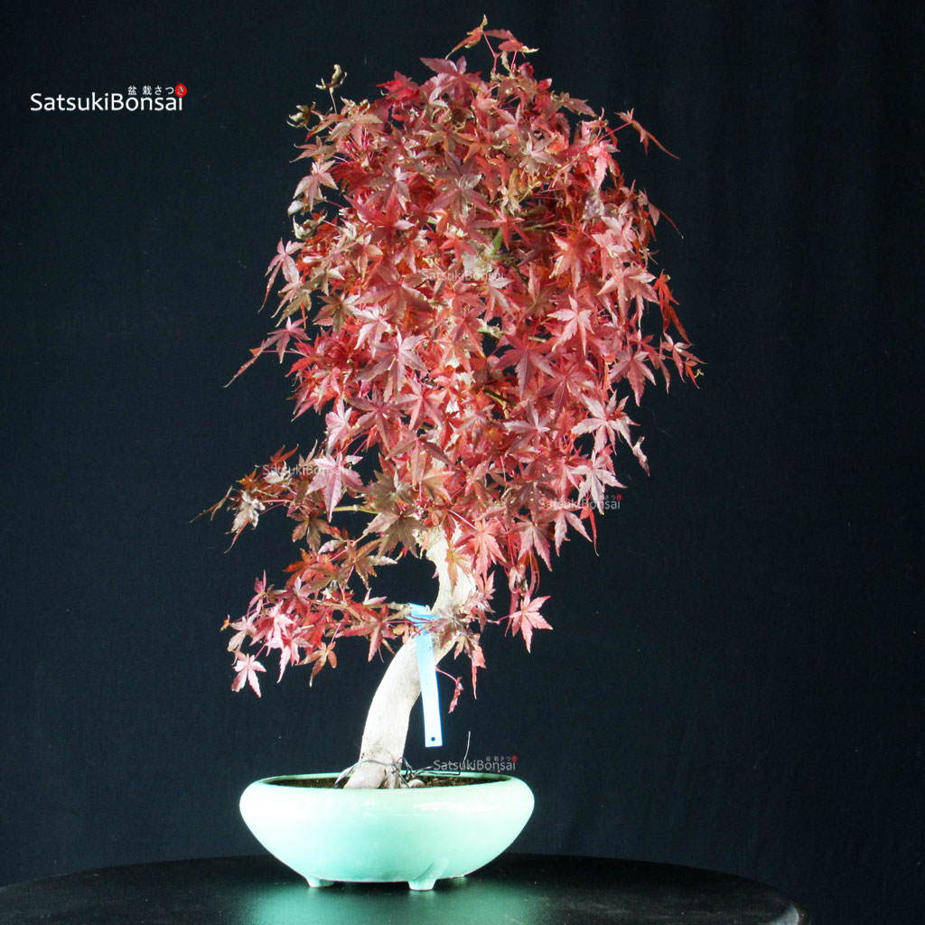 255747_5-Acer-palmatum-Yamamomiji Acero Palmato Yamamomiji - immagine 1