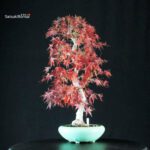 Acero Palmato Yamamomiji