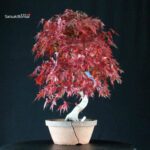 Acero Palmato Yamamomiji