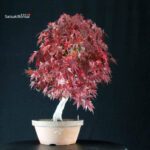 Acero Palmato Yamamomiji - immagine 2