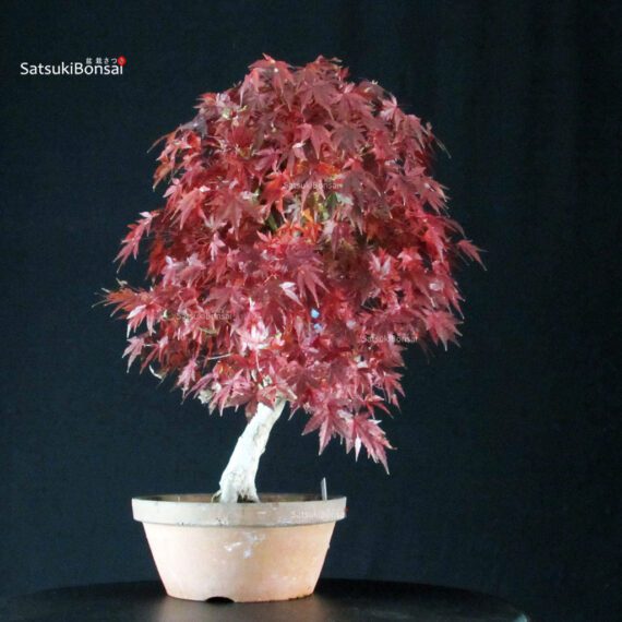 Acero Palmato Yamamomiji - immagine 2