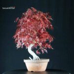 Acero Palmato Yamamomiji - immagine 3