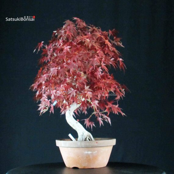 Acero Palmato Yamamomiji - immagine 3