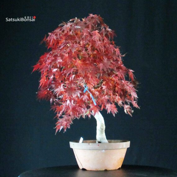 Acero Palmato Yamamomiji - immagine 4