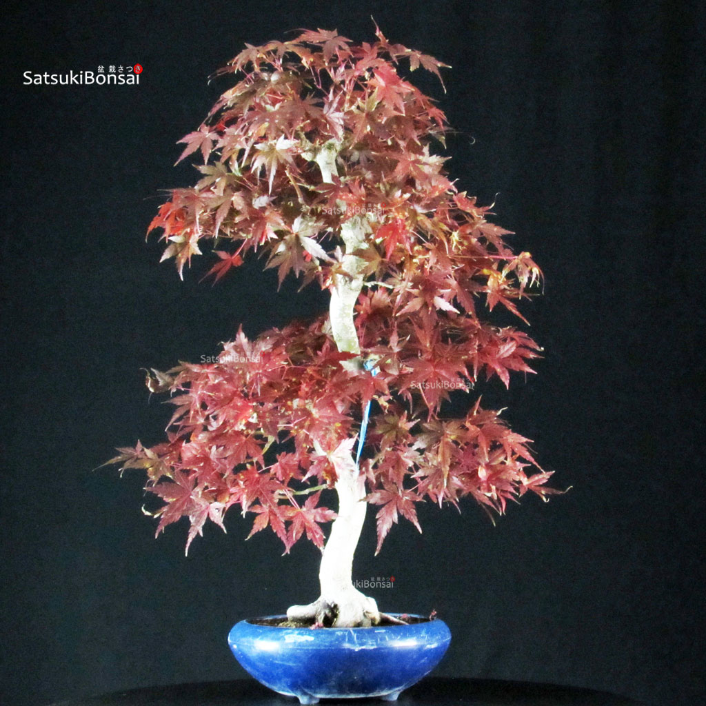 255751_11-Acer-palmatum-Yamamomiji Acero Palmato Yamamomiji - immagine 1
