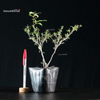 Ilex serrata Koshobai