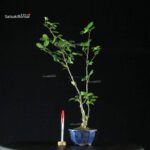 Ilex serrata MASCHIO