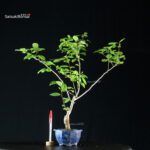 Ilex serrata MASCHIO