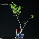 Ilex serrata MASCHIO