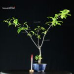 Ilex serrata MASCHIO