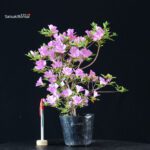 Azalea Satsuki SUZUKASE