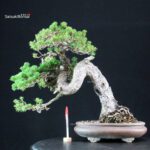 Pinus Pentaphylla Zuisho - Goyomatsu