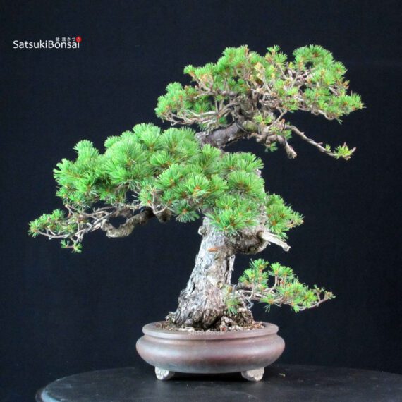 Pinus Pentaphylla Zuisho - Goyomatsu - immagine 3