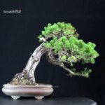 Pinus Pentaphylla Zuisho - Goyomatsu - immagine 4