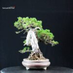 Pinus Pentaphylla Zuisho - Goyomatsu - immagine 5