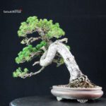Pinus Pentaphylla Zuisho - Goyomatsu - immagine 2