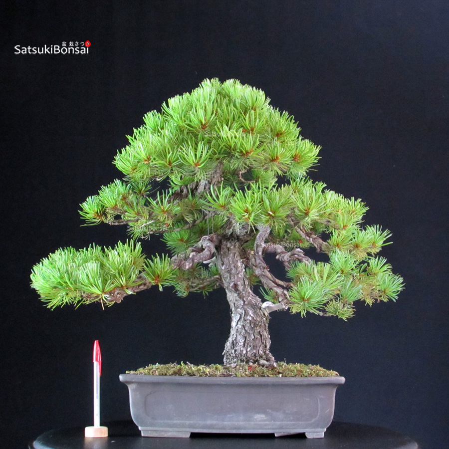 5269_8-Pinus-pentaphylla Pinus Pentaphylla - Goyomatsu - immagine 1