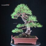 Pinus Thunbergii - Kuromatsu
