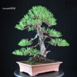 Pinus Thunbergii - Kuromatsu - immagine 2