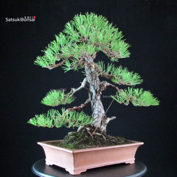 Pinus Thunbergii - Kuromatsu - immagine 2