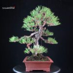 Pinus Thunbergii - Kuromatsu - immagine 3