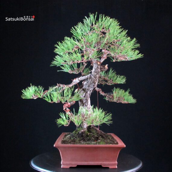 Pinus Thunbergii - Kuromatsu - immagine 3