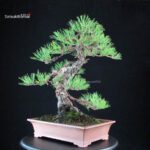 Pinus Thunbergii - Kuromatsu - immagine 4