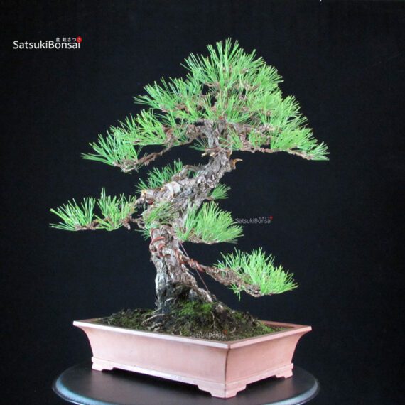 Pinus Thunbergii - Kuromatsu - immagine 4