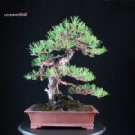 Pinus Thunbergii - Kuromatsu - immagine 5