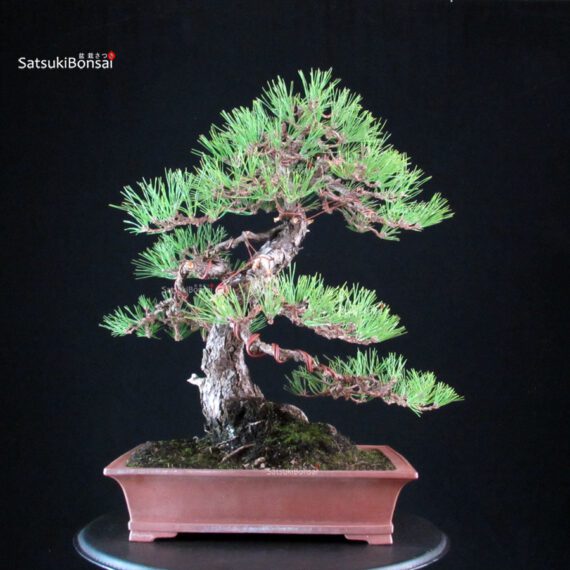 Pinus Thunbergii - Kuromatsu - immagine 5