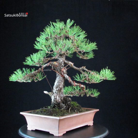 Pinus Thunbergii - Kuromatsu - immagine 6