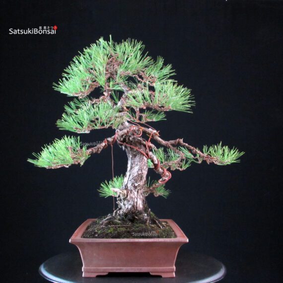 Pinus Thunbergii - Kuromatsu - immagine 7