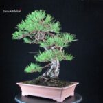 Pinus Thunbergii - Kuromatsu - immagine 8