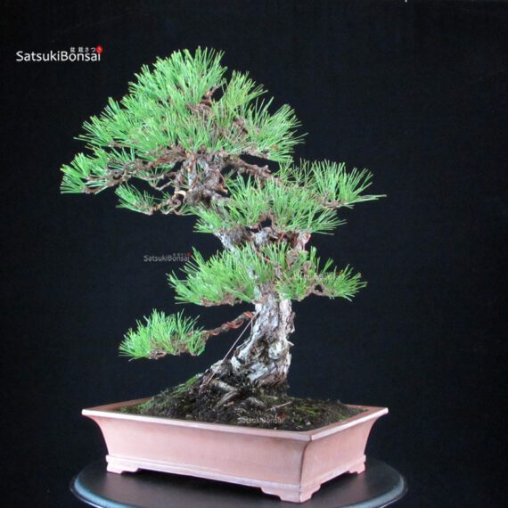 Pinus Thunbergii - Kuromatsu - immagine 8