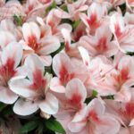 Talea di azalea Satsuki NYOHOZAN