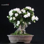 Azalea Satsuki Spp.