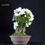 Azalea Satsuki Spp. - immagine 3