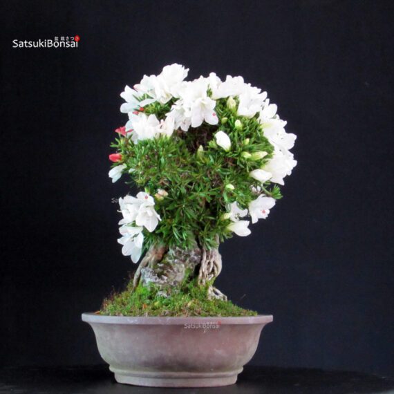 Azalea Satsuki Spp. - immagine 3