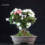 Azalea Satsuki Spp. - immagine 4