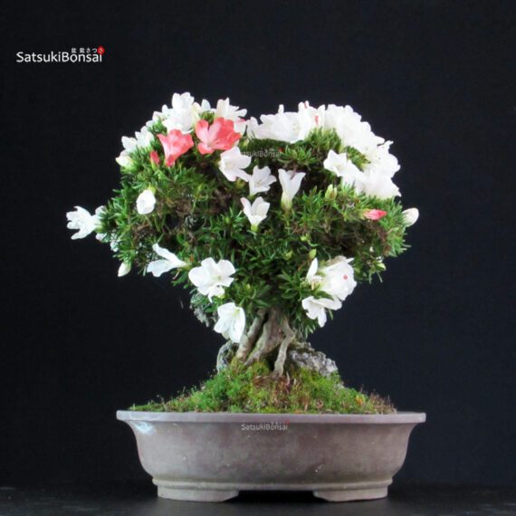 Azalea Satsuki Spp. - immagine 4