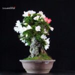 Azalea Satsuki Spp. - immagine 5