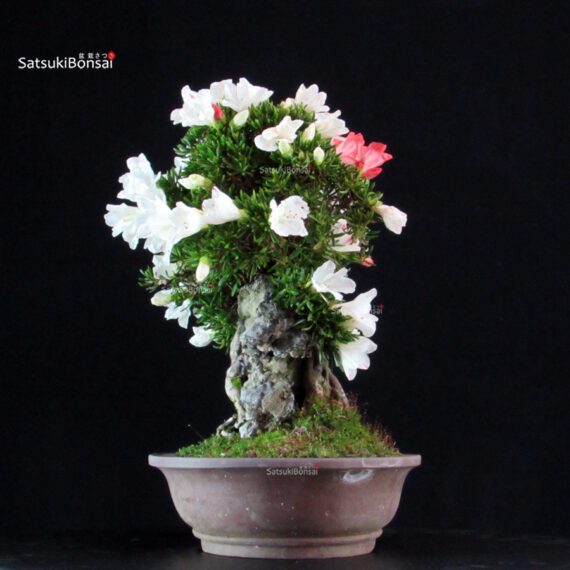 Azalea Satsuki Spp. - immagine 5